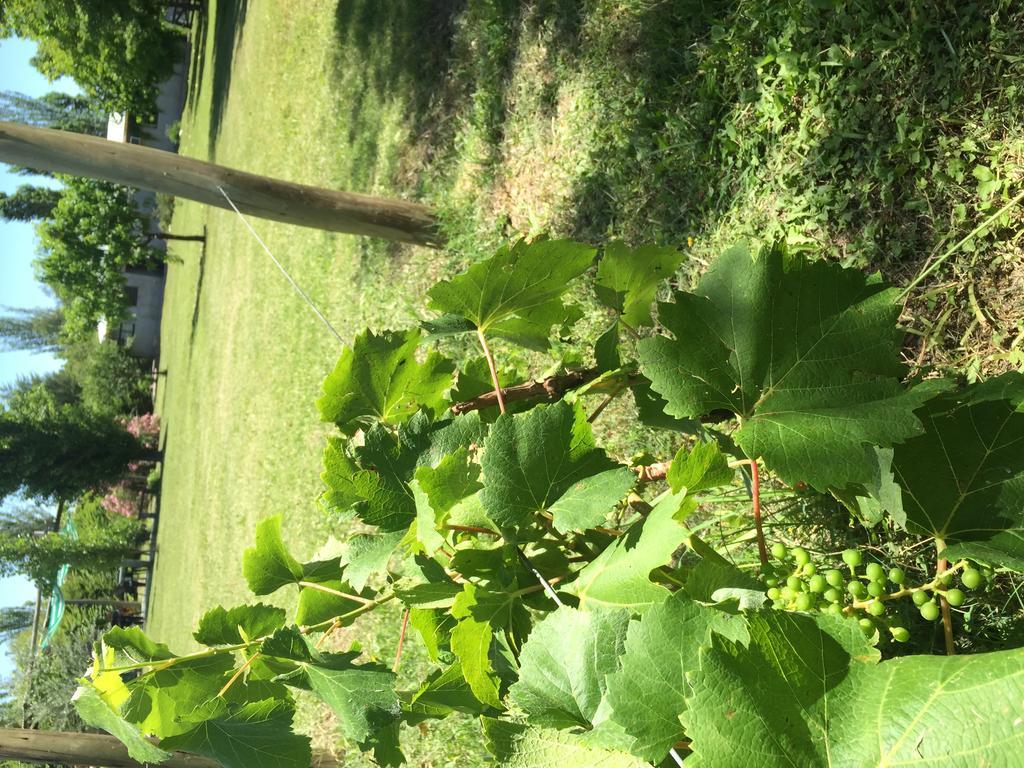 Tikaykilla Lodge & Wines مايبو المظهر الخارجي الصورة